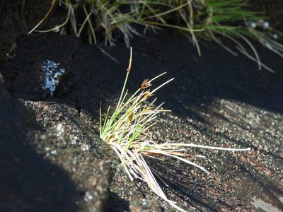 Carex acicularis, photographed by Santiago Martín-Bravo