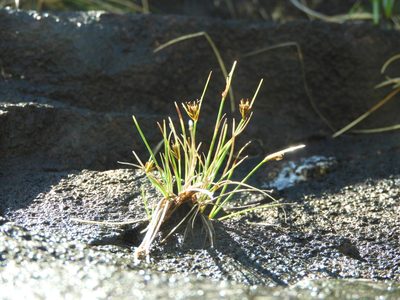 Carex acicularis, photographed by Santiago Martín-Bravo