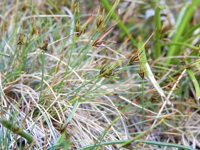 Carex acicularis, photographed by Santiago Martín-Bravo