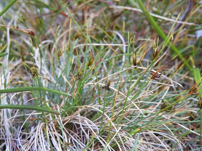 Carex acicularis, photographed by Santiago Martín-Bravo