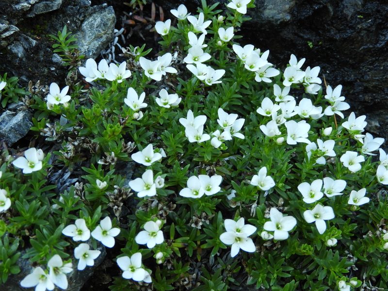 Veronica colostylis, photographed by Santiago Martín-Bravo