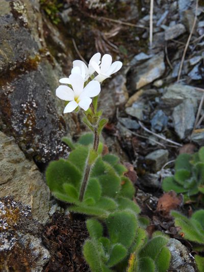 Ourisia spathulata, photographed by Santiago Martín-Bravo