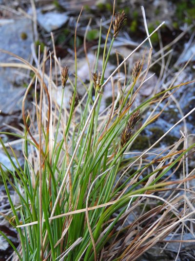 Carex cephalotes, photographed by Santiago Martín-Bravo