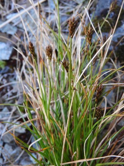 Carex cephalotes, photographed by Santiago Martín-Bravo