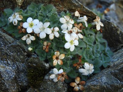 Myosotis retrorsa, photographed by Santiago Martín-Bravo