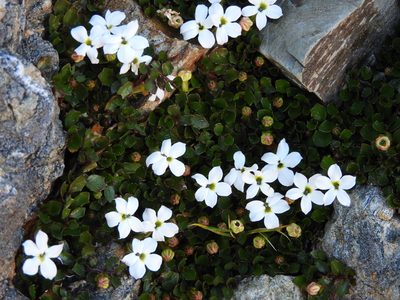 Lobelia glaberrima, photographed by Santiago Martín-Bravo