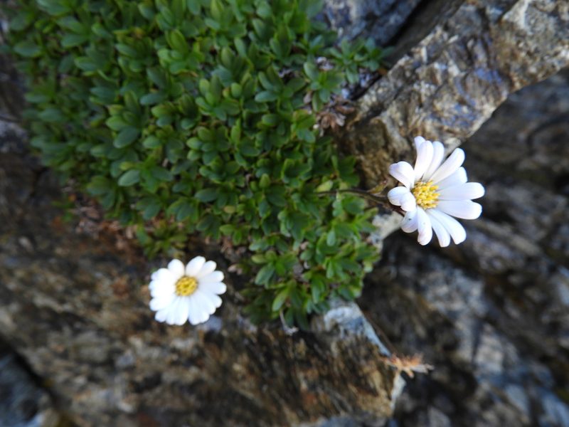 Celmisia thomsonii, photographed by Santiago Martín-Bravo