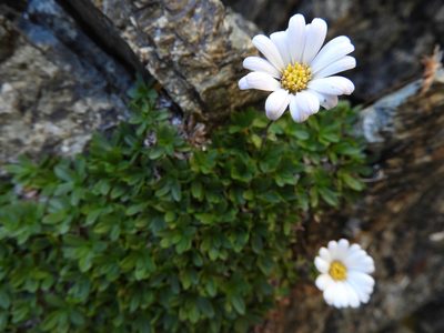 Celmisia thomsonii, photographed by Santiago Martín-Bravo