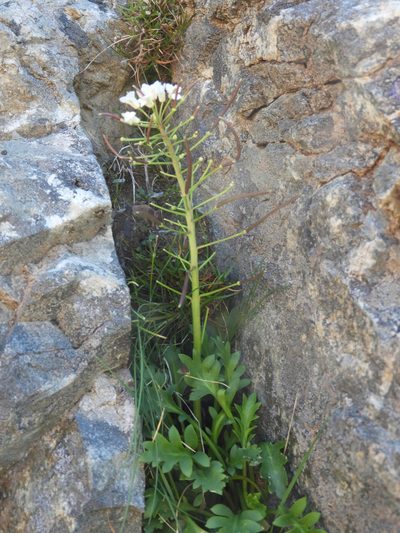 Pachycladon wallii, photographed by Santiago Martín-Bravo
