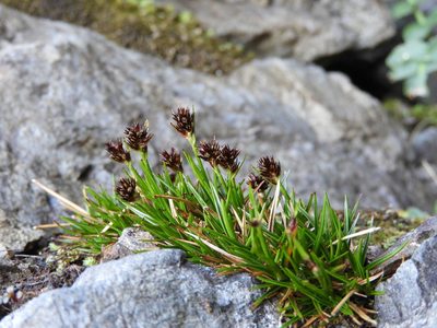 Luzula pumila, photographed by Santiago Martín-Bravo