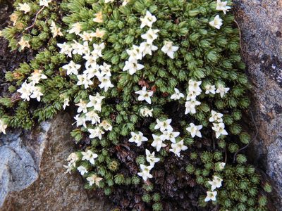 Kelleria croizatii, photographed by Santiago Martín-Bravo