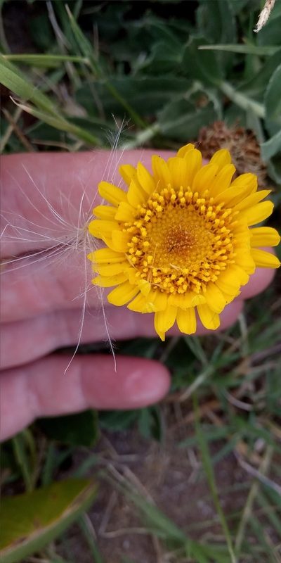 Grindelia aegialitis, photographed by Mirko Duimich