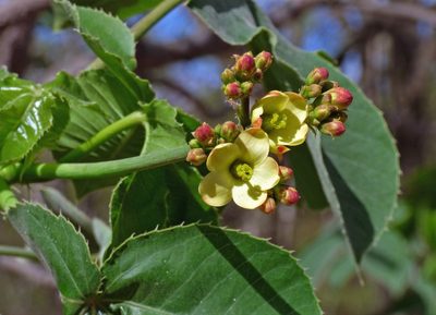 Jatropha macrocarpa, photographed by Hugo Hulsberg
