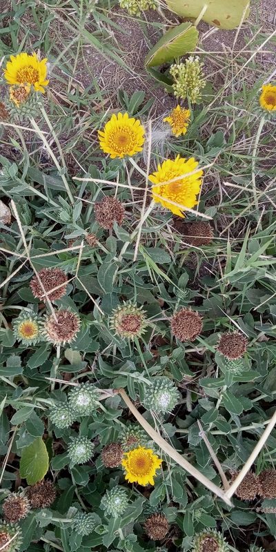 Grindelia aegialitis, photographed by Mirko Duimich