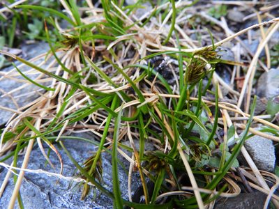 Carex drucei, photographed by Santiago Martín-Bravo
