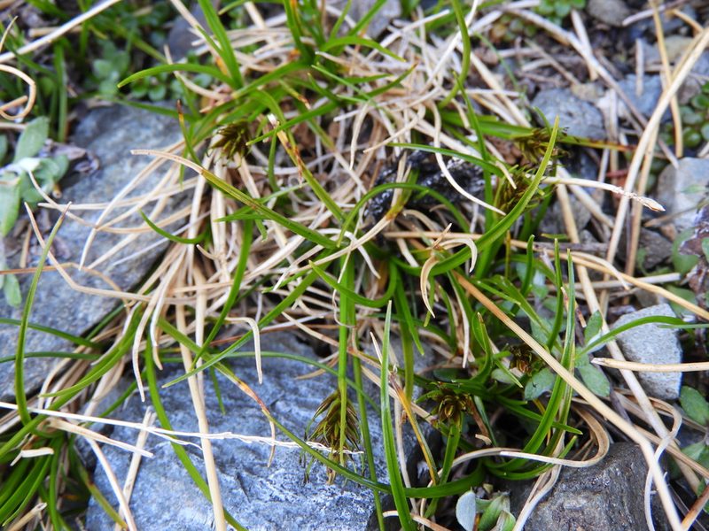 Carex drucei, photographed by Santiago Martín-Bravo