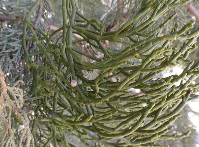 Phoradendron juniperinum, photographed by Cole Wolf