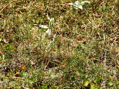 Carex enysii, photographed by Santiago Martín-Bravo