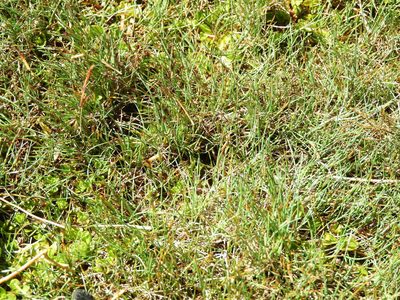 Carex enysii, photographed by Santiago Martín-Bravo