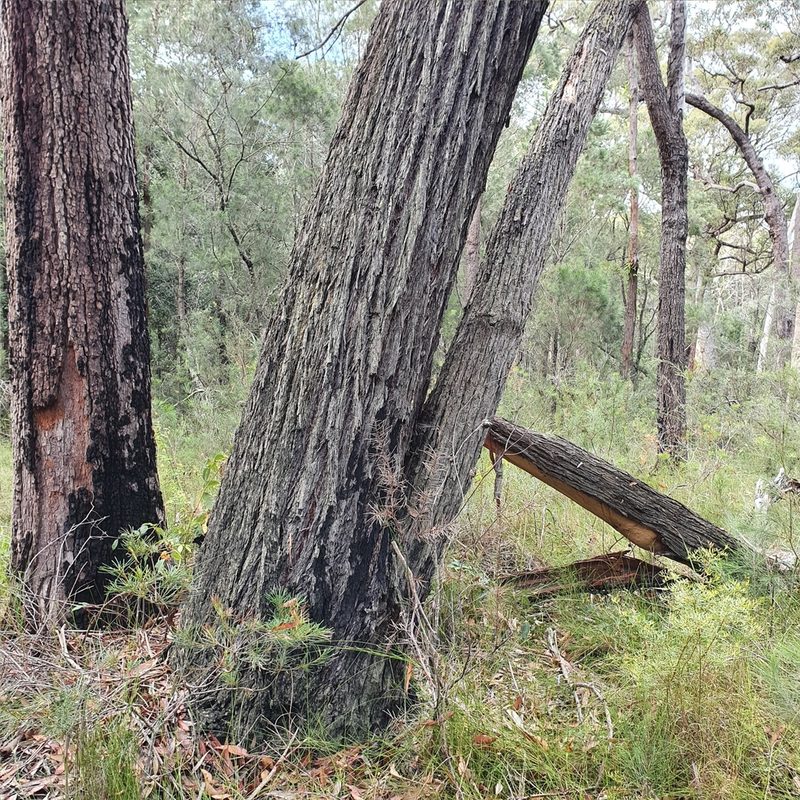 Eucalyptus sieberi, photographed by ronavery