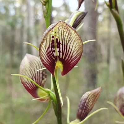 Cryptostylis erecta, photographed by ronavery