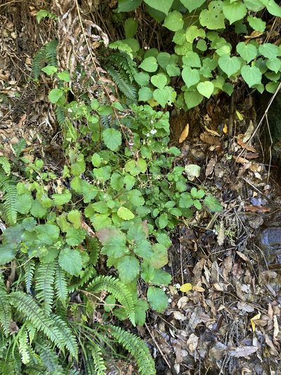 Jovellana sinclairii, photographed by Danielle
