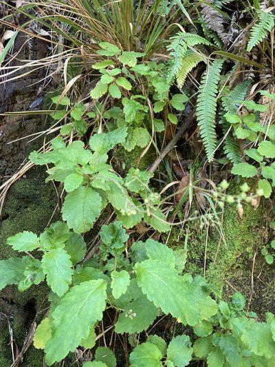 Jovellana sinclairii, photographed by Danielle
