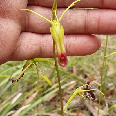 Cryptostylis subulata, photographed by ronavery