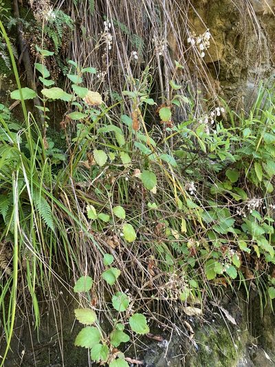 Jovellana sinclairii, photographed by Danielle