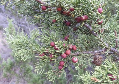 Juniperus pinchotii, photographed by saltyhiker