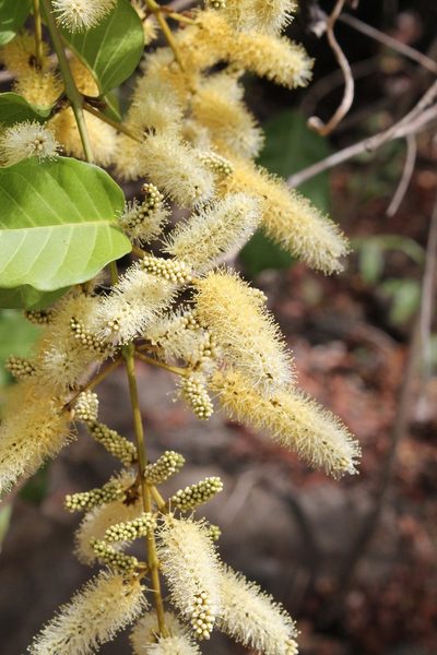 Combretum laxum, photographed by Viacheslav Shalisko