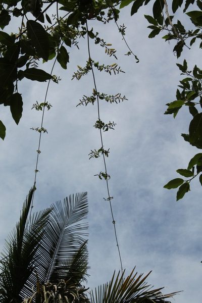 Combretum laxum, photographed by Viacheslav Shalisko
