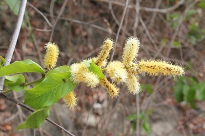 Combretum laxum, photographed by Viacheslav Shalisko