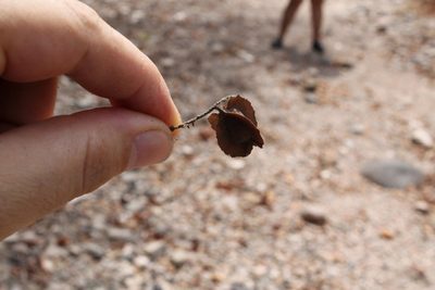 Combretum laxum, photographed by Viacheslav Shalisko