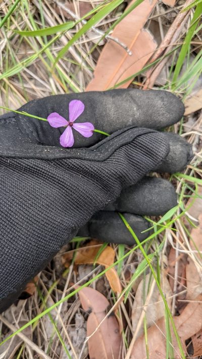 Tetratheca juncea, photographed by M. quinquenervia