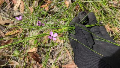 Tetratheca juncea, photographed by M. quinquenervia