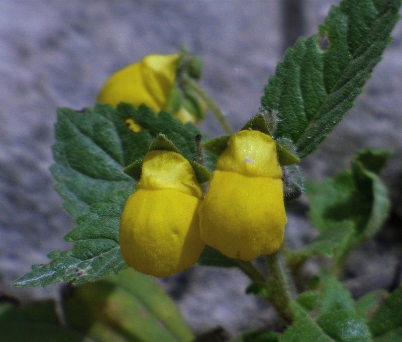 Calceolaria elatior, photographed by Hugo Hulsberg
