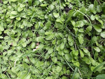 Leptinella dioica, photographed by Colin Meurk