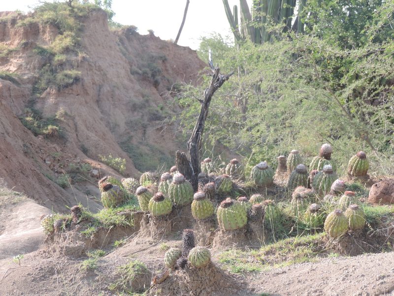 Melocactus curvispinus, photographed by Sebastian Serna Muñoz