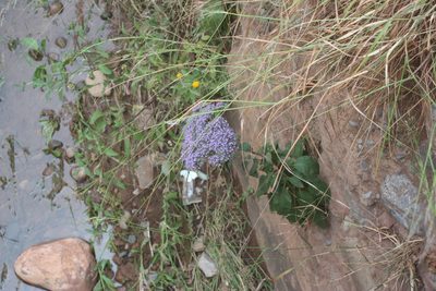Trachelium caeruleum, photographed by Oleg Kosterin