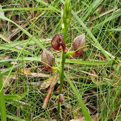 Cryptostylis erecta, photographed by ronavery