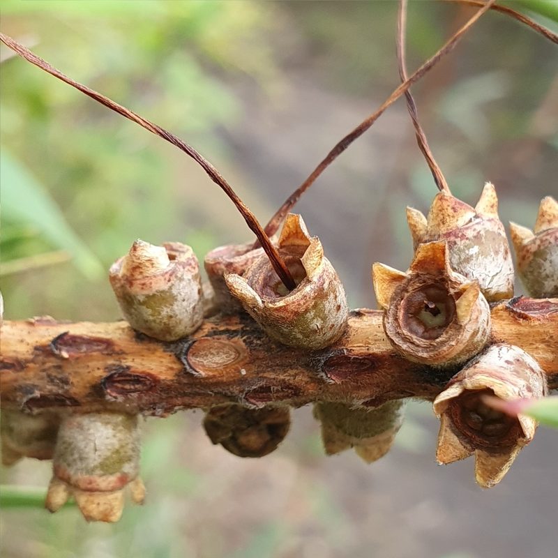 Melaleuca linearis, photographed by ronavery