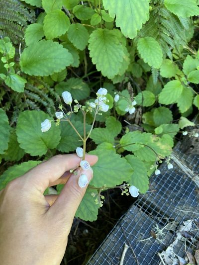 Jovellana sinclairii, photographed by Danielle