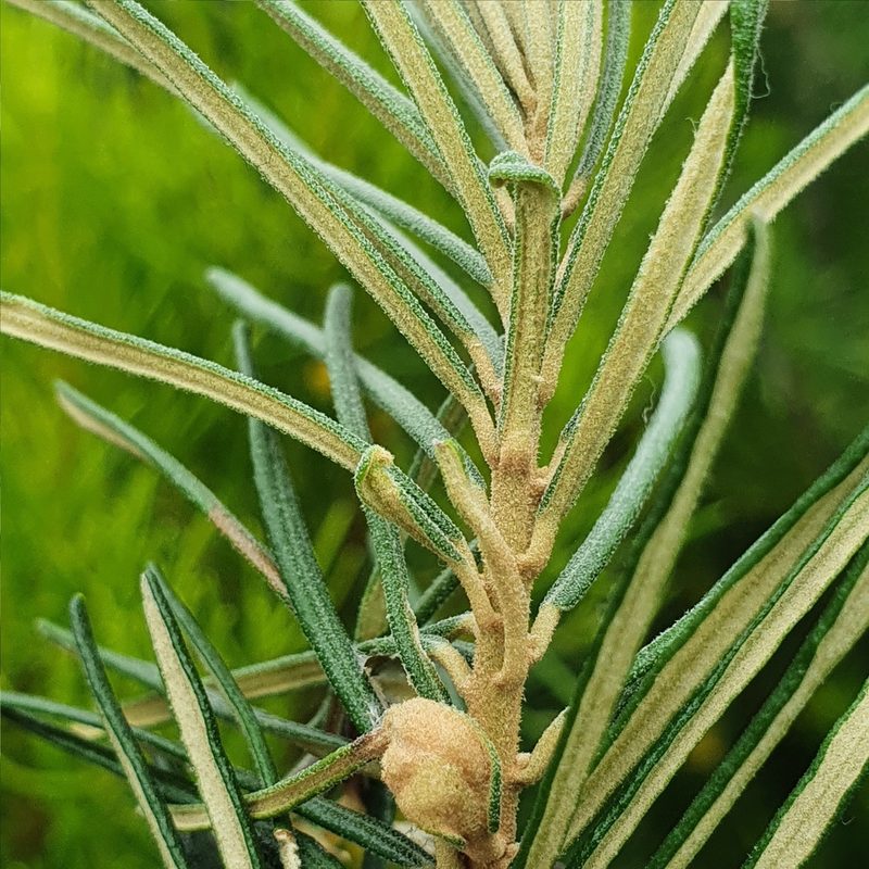 Astrotricha linearis, photographed by ronavery
