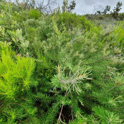 Astrotricha linearis, photographed by ronavery