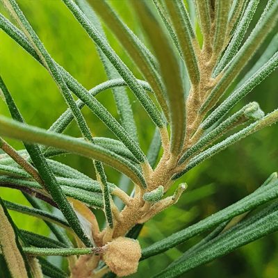 Astrotricha linearis, photographed by ronavery