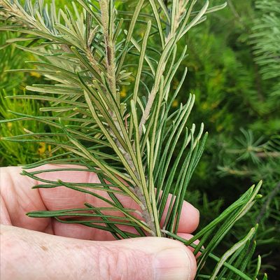 Astrotricha linearis, photographed by ronavery