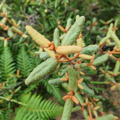 Correa reflexa, photographed by ronavery
