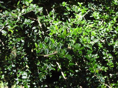 Rhaphithamnus spinosus, photographed by Leonel Roget