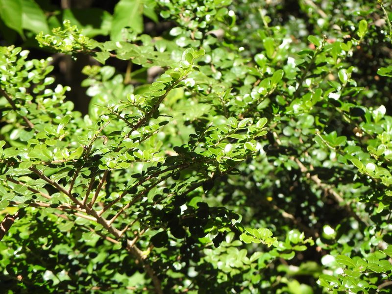 Azara microphylla, photographed by Leonel Roget
